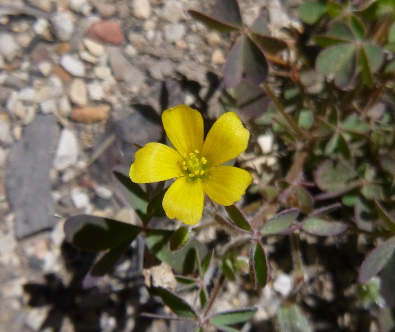 Oxalis pilosa photo 6