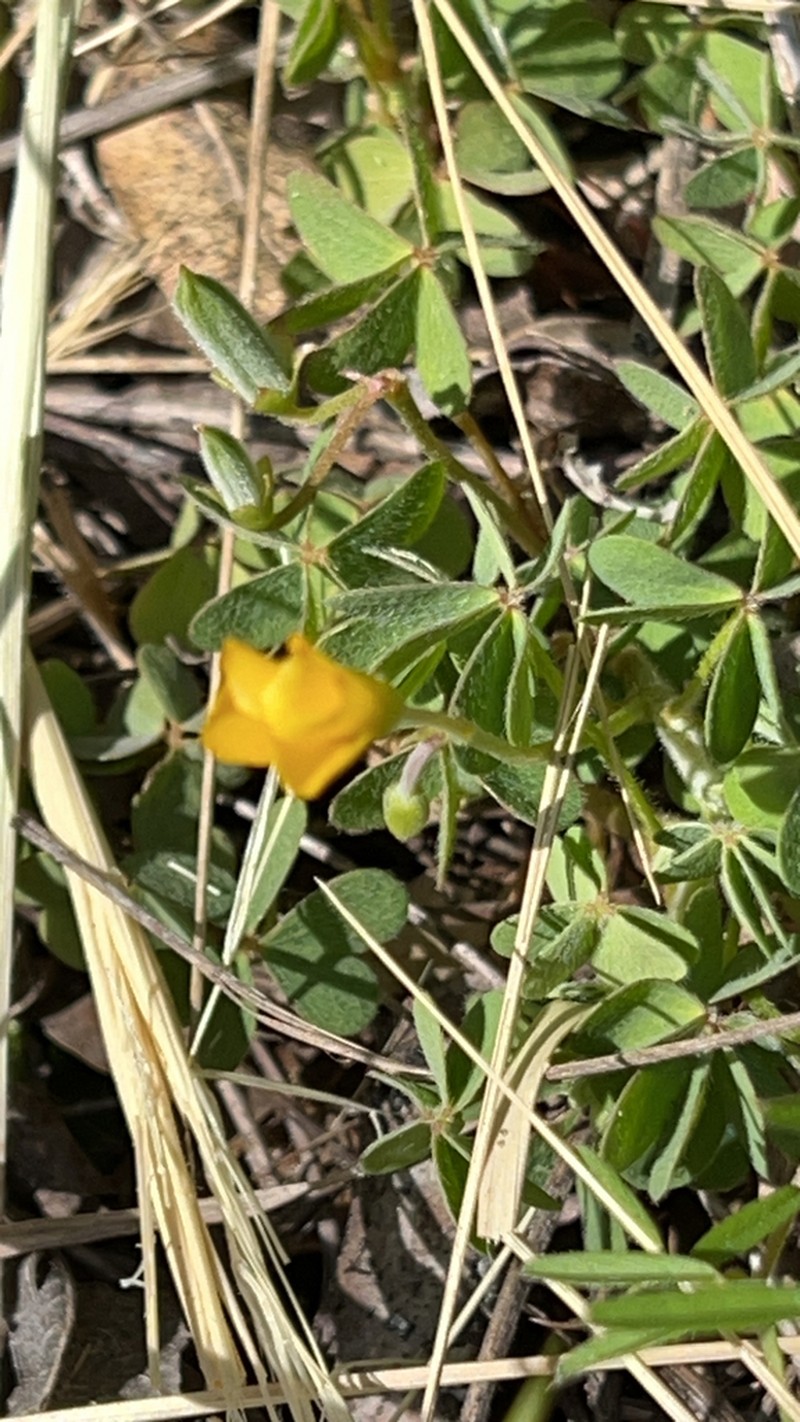 Oxalis pilosa photo 7