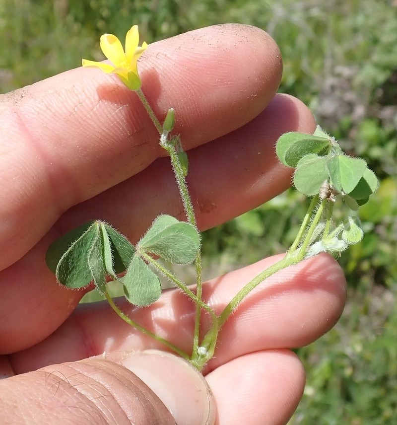 Oxalis pilosa photo 8