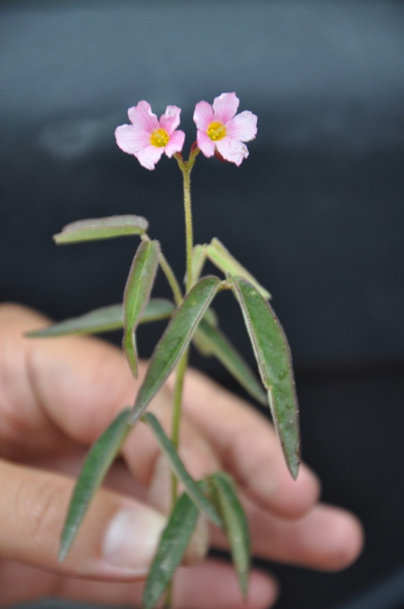 Oxalis pilulifera