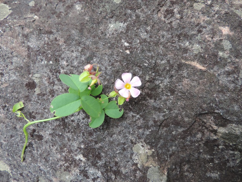 Oxalis pilulifera photo 4