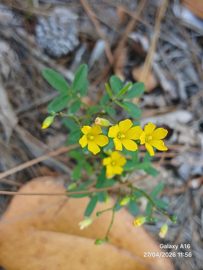 Oxalis pinetorum