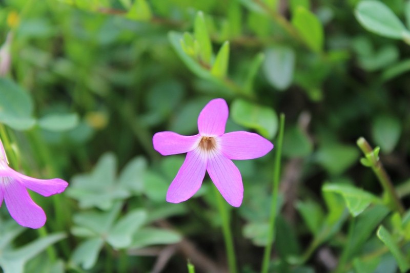 Oxalis pinguiculacea