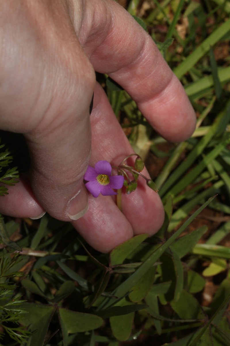 Oxalis pinguiculacea photo 2