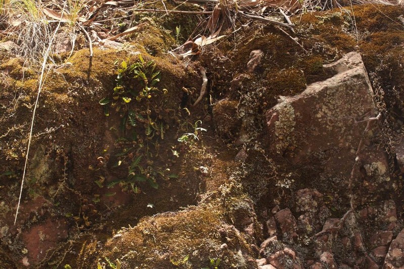 Oxalis platylepis