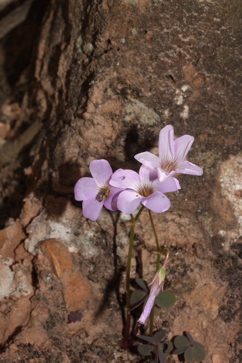Oxalis platylepis photo 2