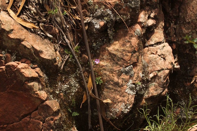 Oxalis platylepis photo 3