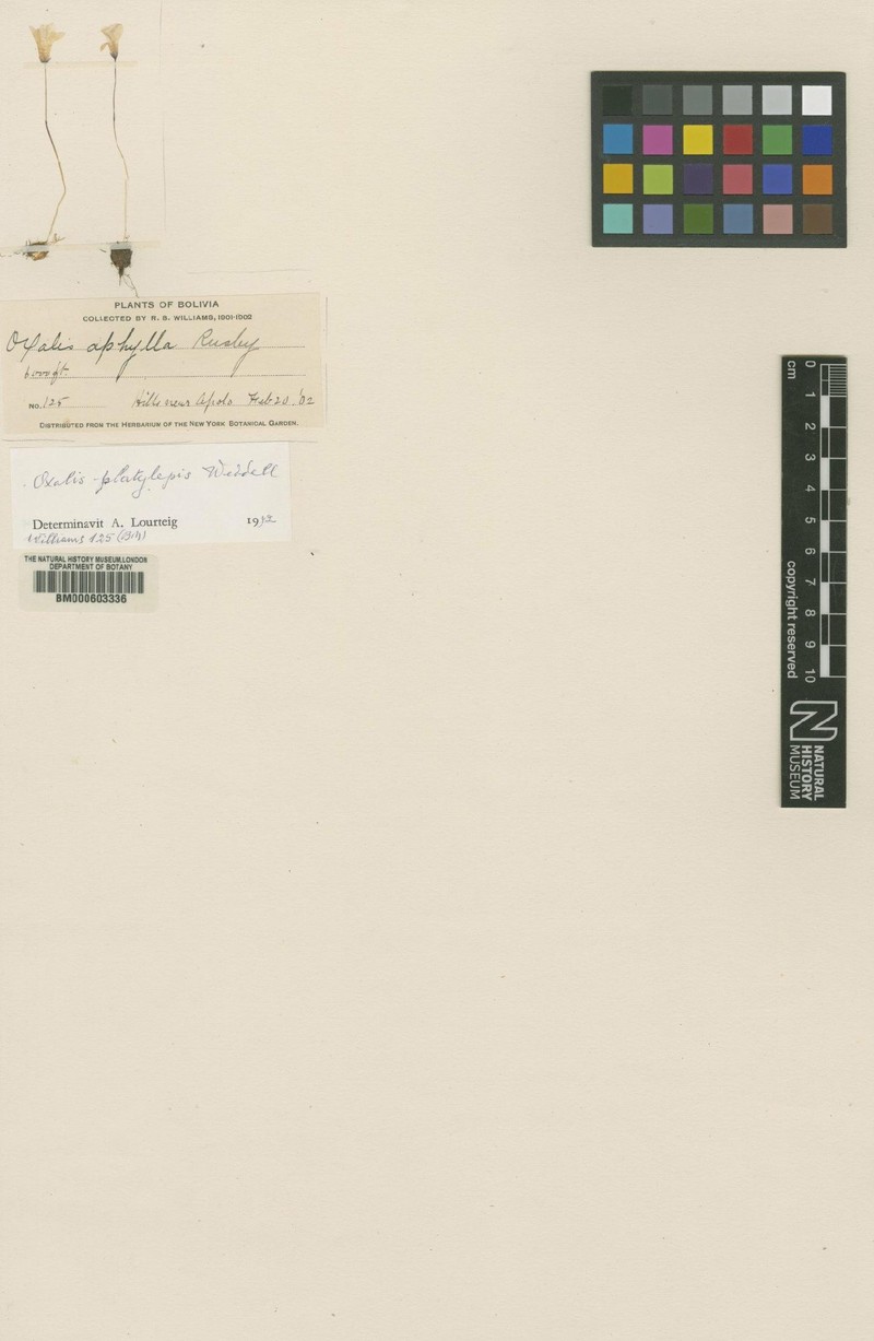 Oxalis platylepis photo 4