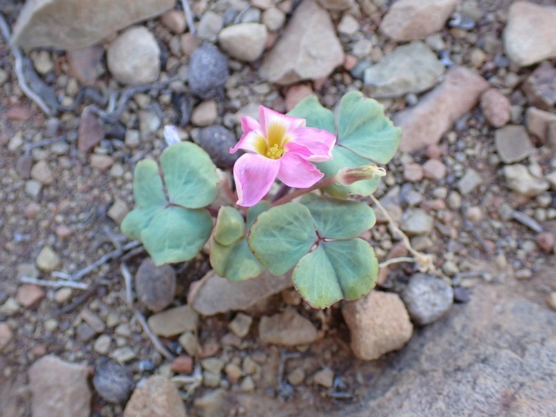 Oxalis pocockiae