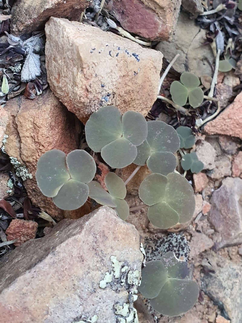 Oxalis pocockiae photo 3