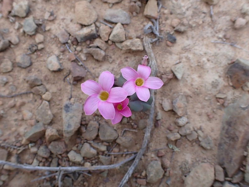 Oxalis pocockiae photo 4