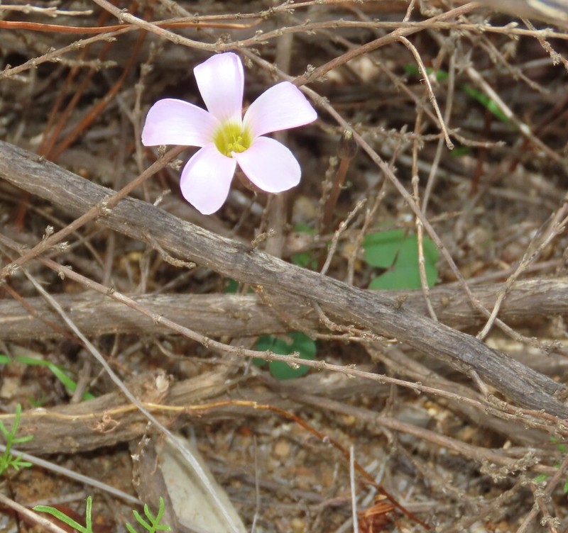 Oxalis pocockiae photo 5