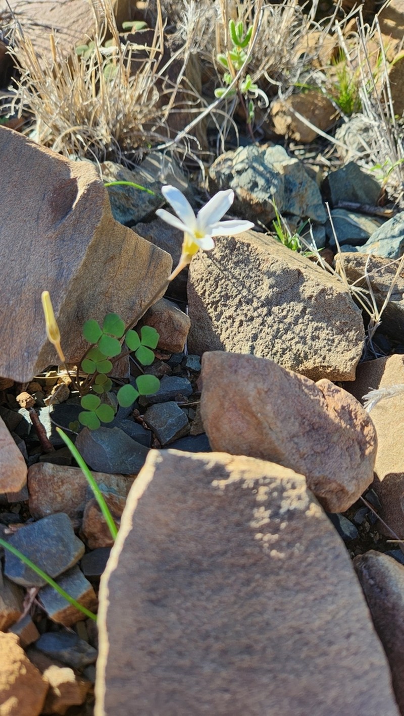 Oxalis pocockiae photo 6