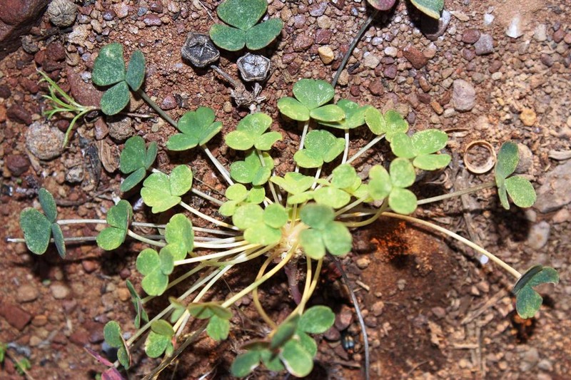 Oxalis pocockiae photo 7