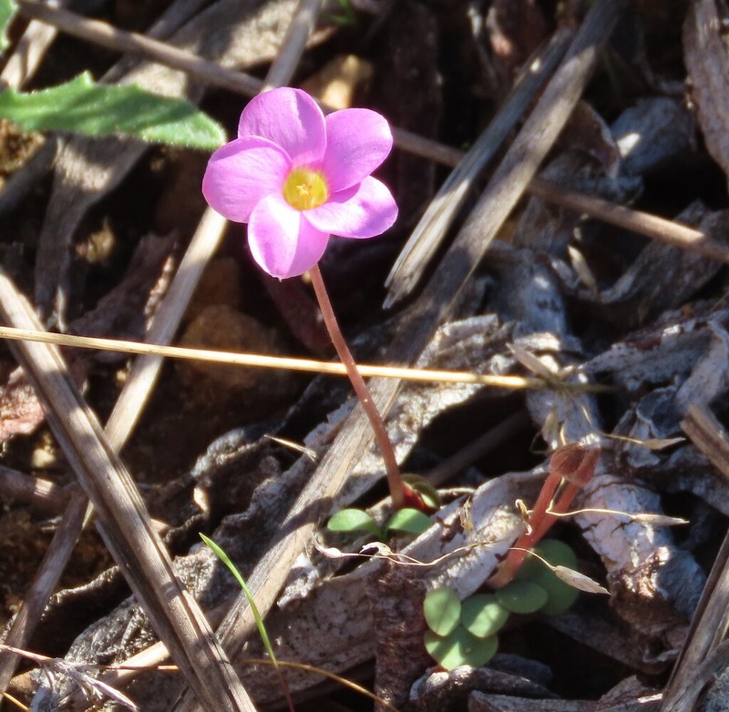 Oxalis pocockiae photo 8