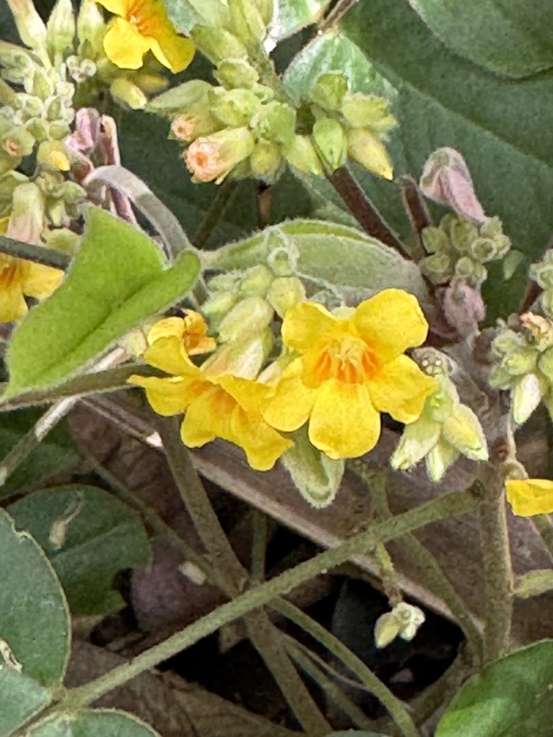 Oxalis polymorpha