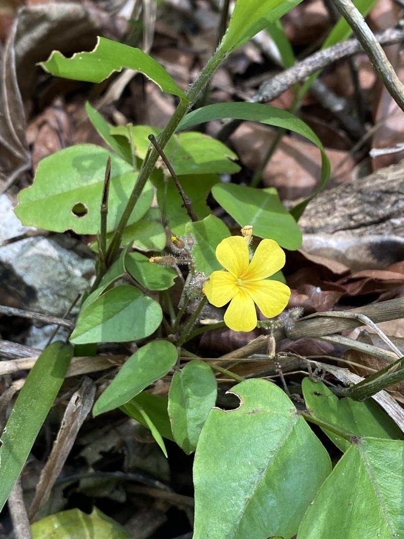 Oxalis polymorpha photo 2