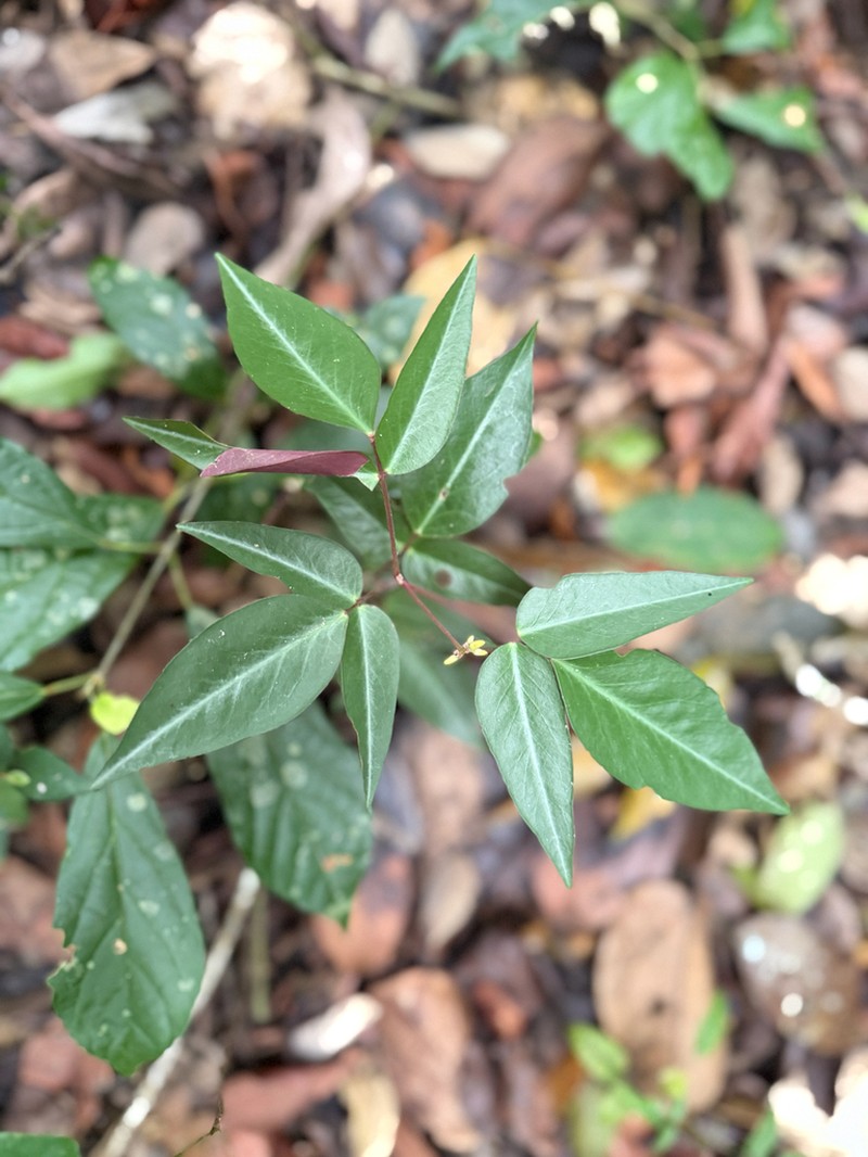 Oxalis polymorpha photo 3