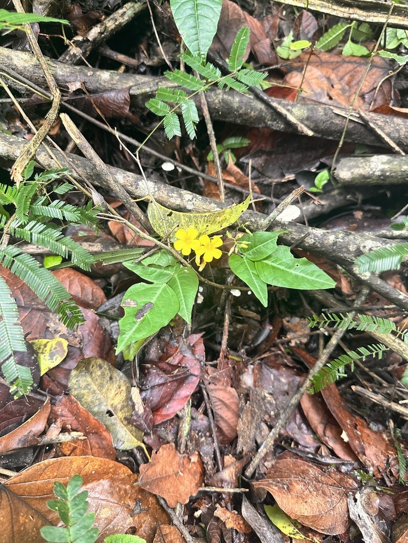 Oxalis polymorpha photo 4