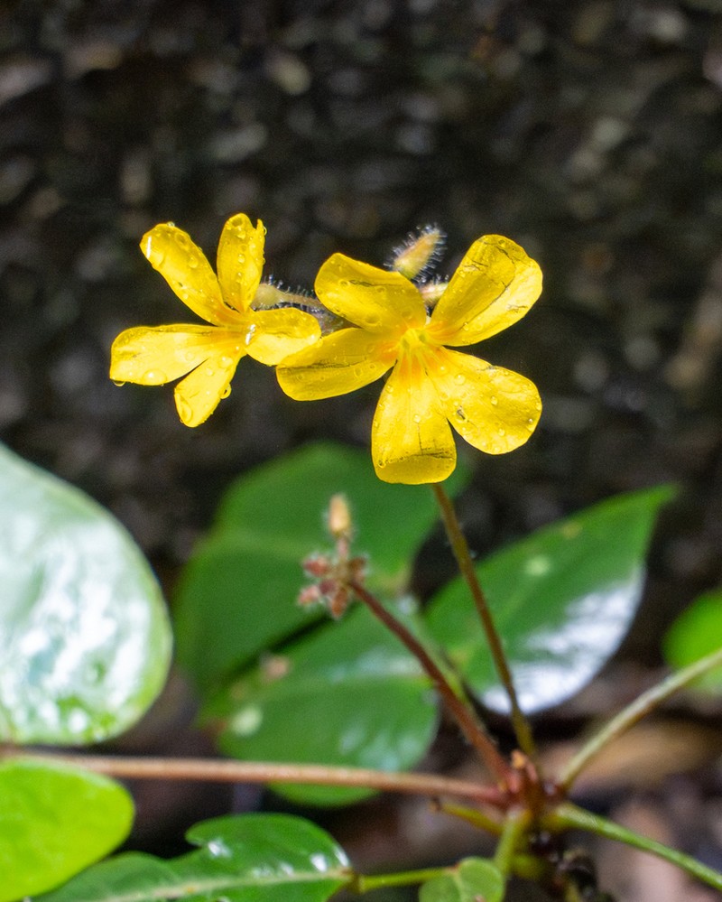 Oxalis polymorpha photo 5