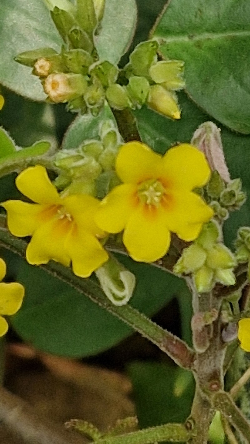 Oxalis polymorpha photo 6