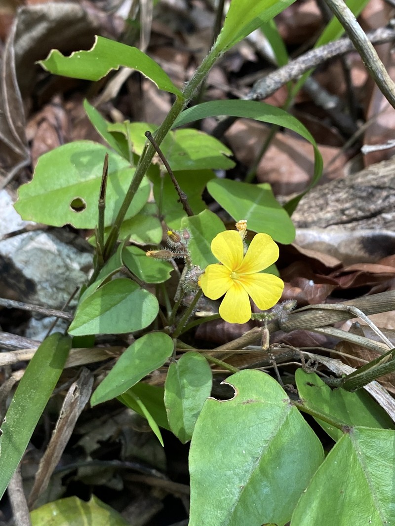 Oxalis polymorpha photo 7