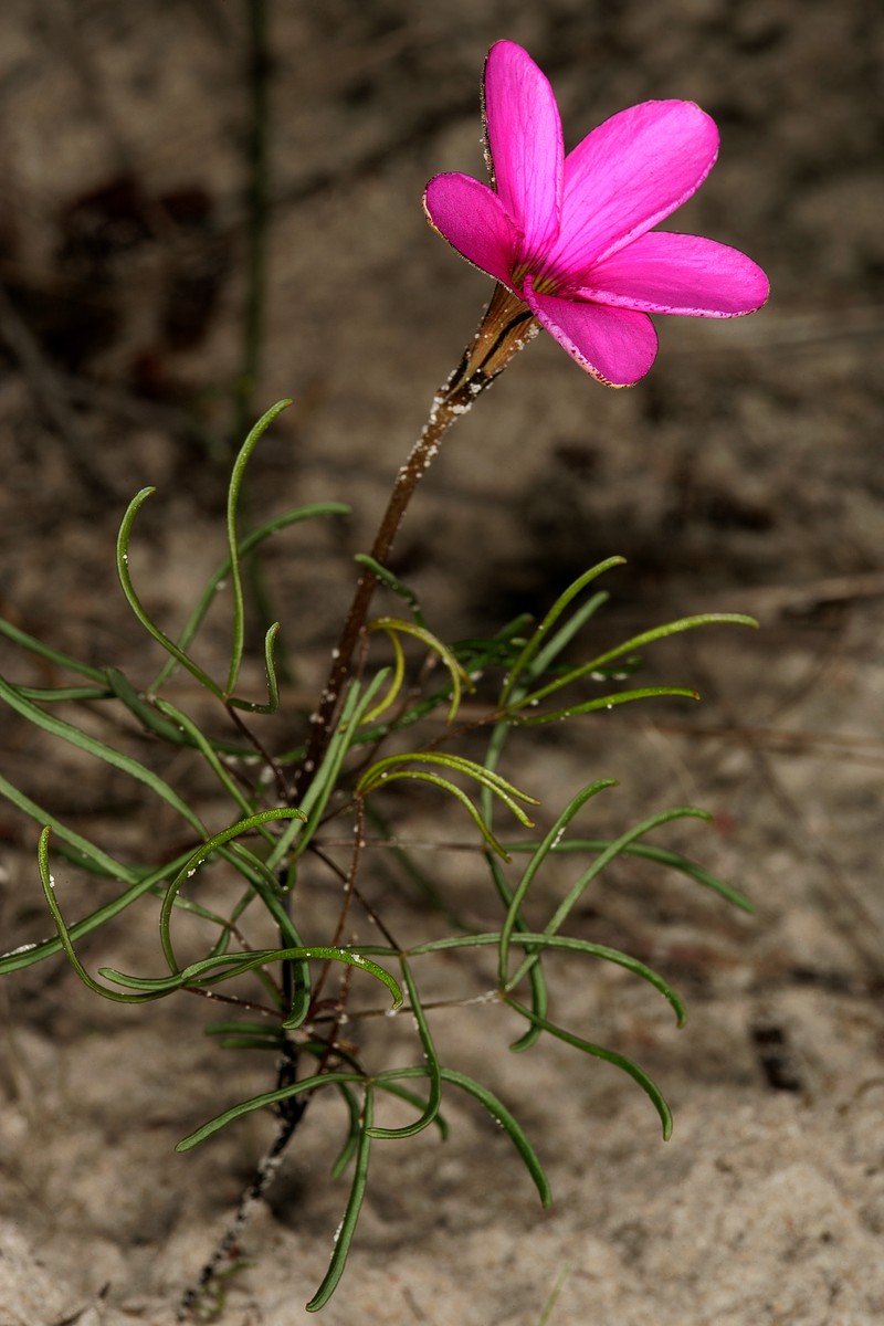 Oxalis polyphylla