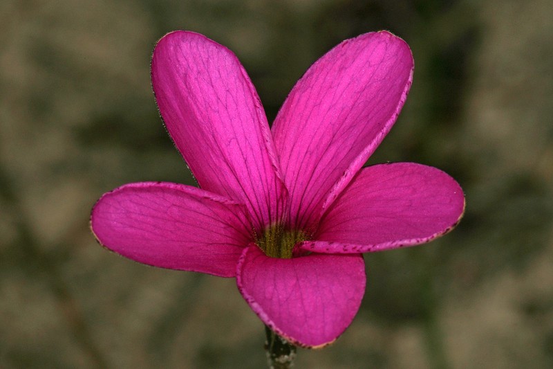 Oxalis polyphylla photo 2