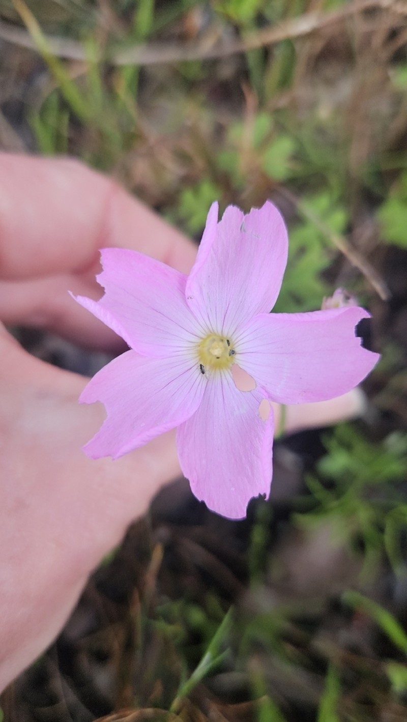 Oxalis polyphylla photo 5
