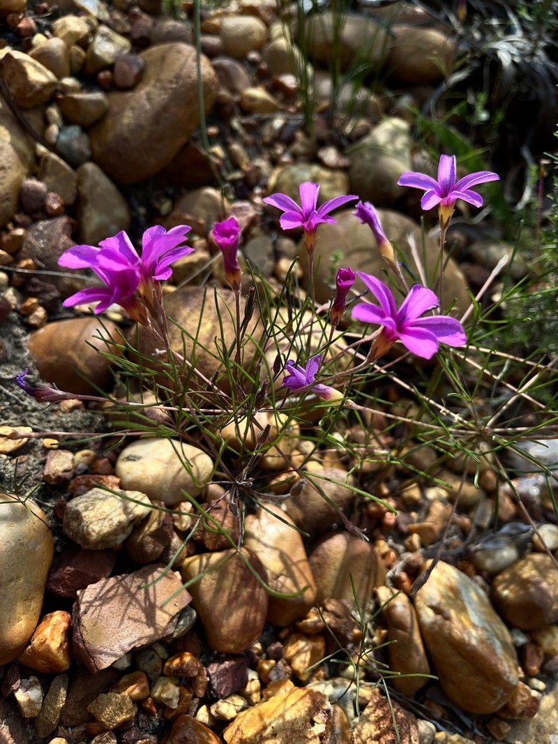 Oxalis polyphylla photo 6