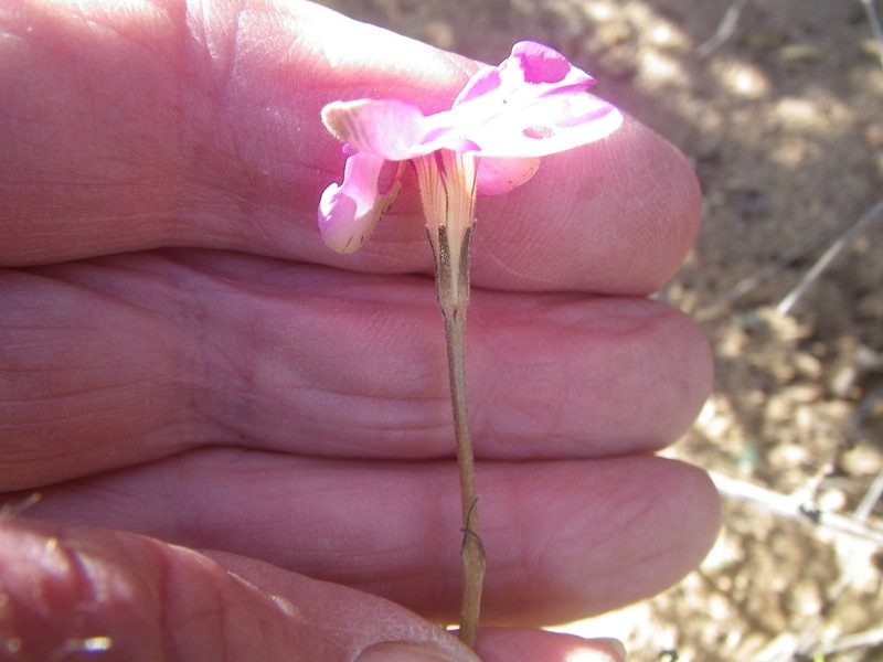 Oxalis polyphylla photo 7