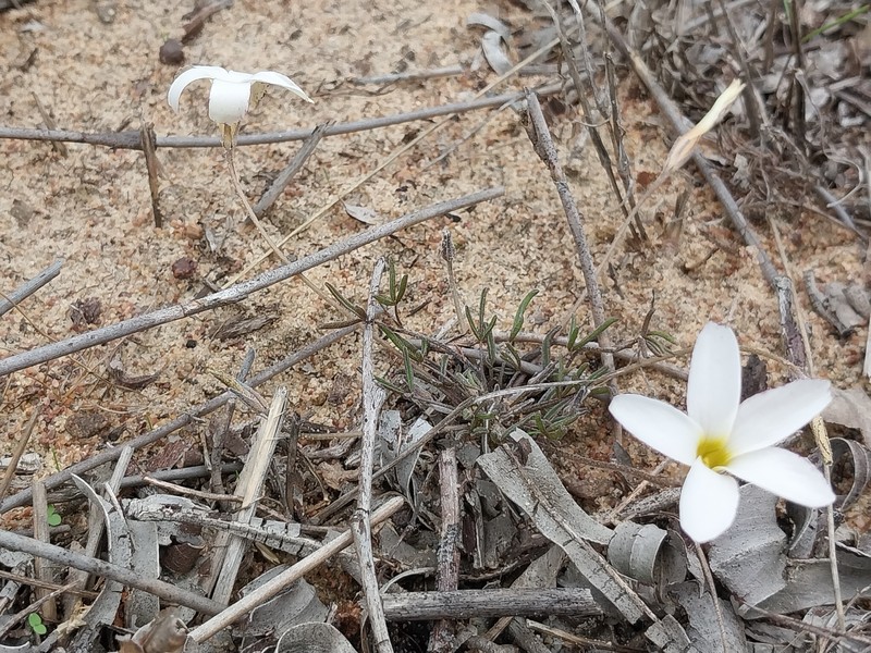 Oxalis polyphylla var. alba