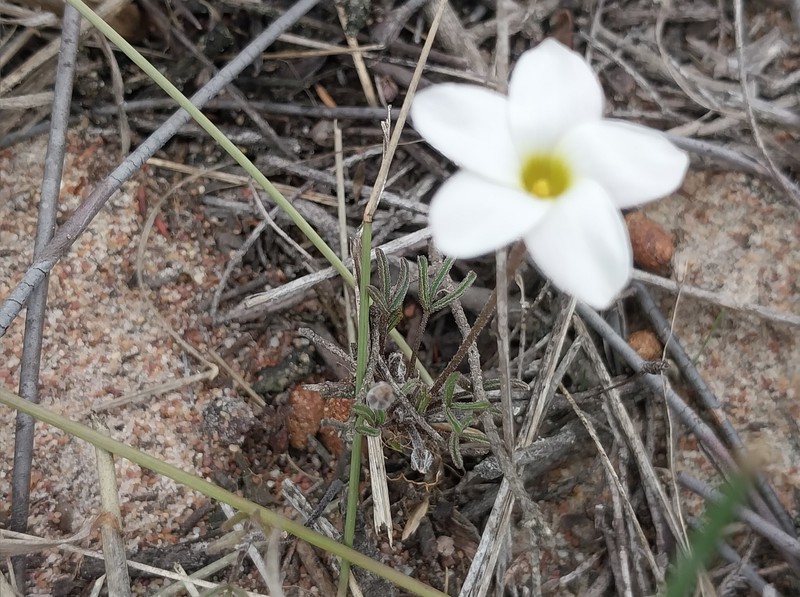 Oxalis polyphylla var. alba photo 2