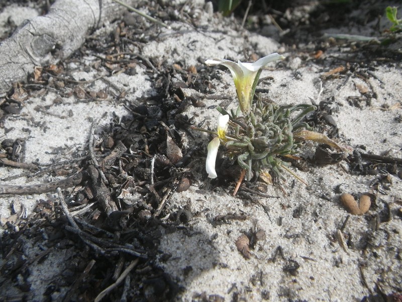 Oxalis polyphylla var. alba photo 3