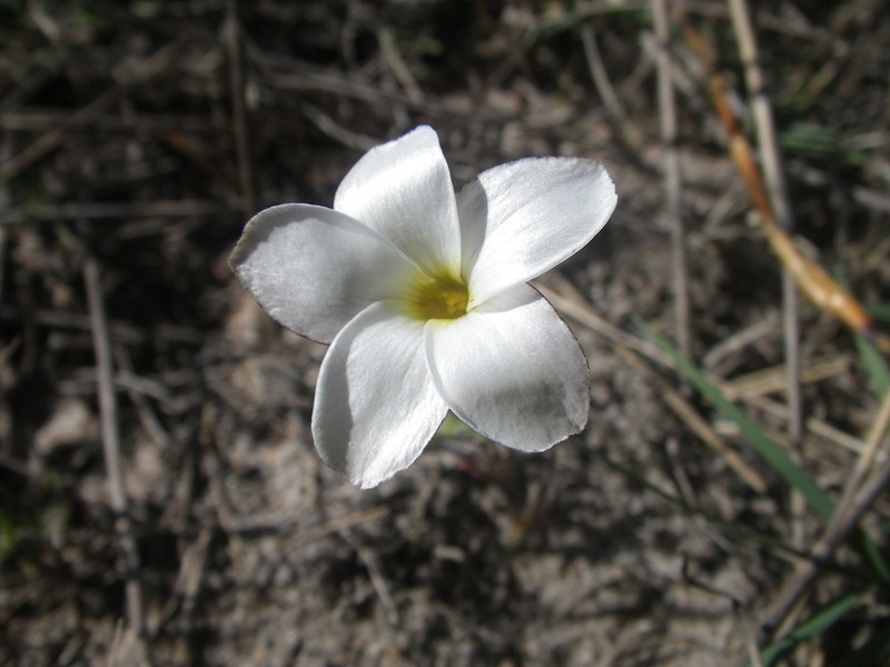 Oxalis polyphylla var. alba photo 4