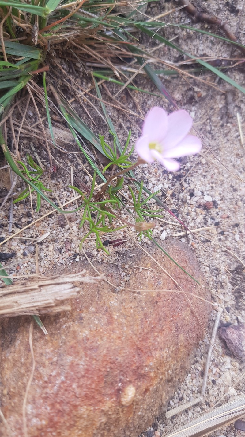 Oxalis polyphylla var. heptaphylla