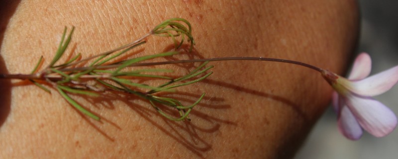 Oxalis polyphylla var. heptaphylla photo 2