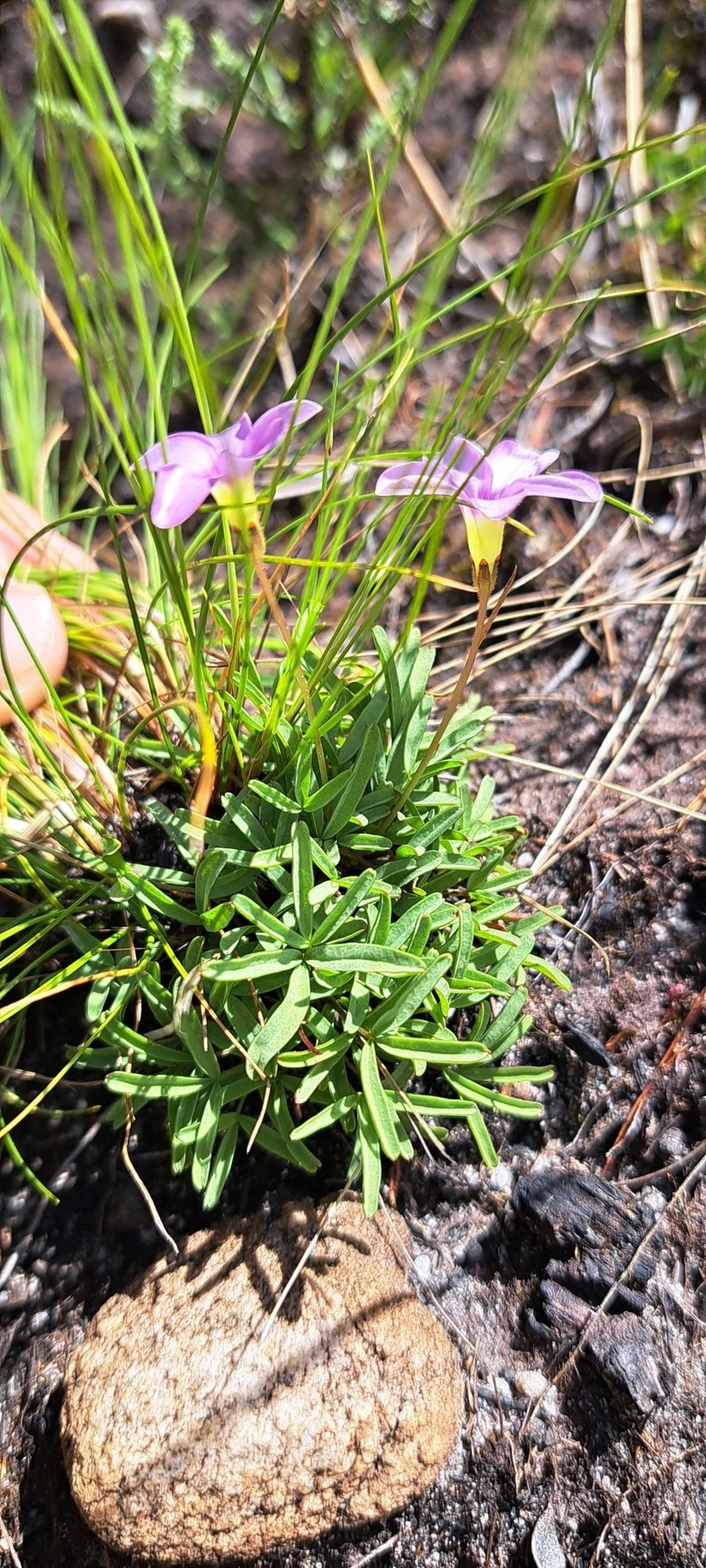 Oxalis polyphylla var. minor