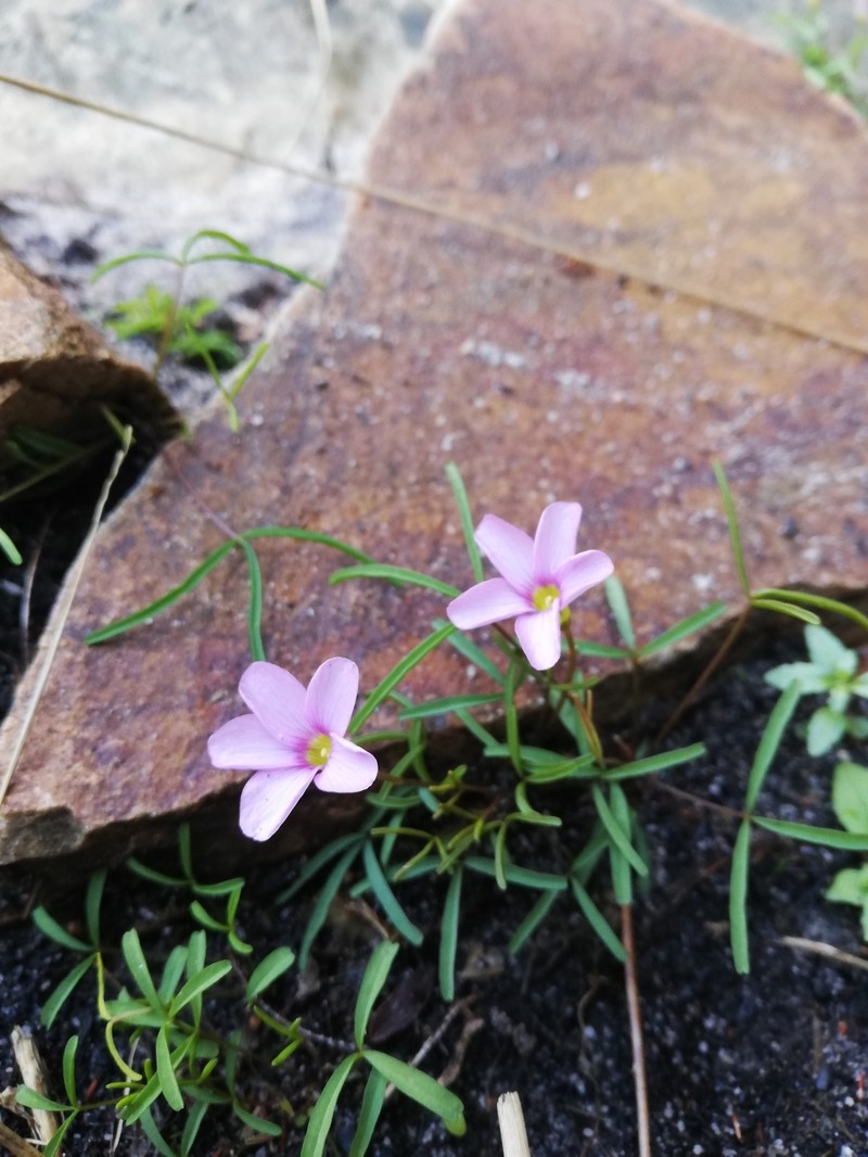 Oxalis polyphylla var. minor photo 2