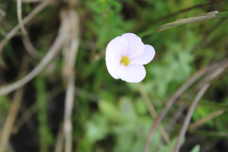 Oxalis polyphylla var. pentaphylla