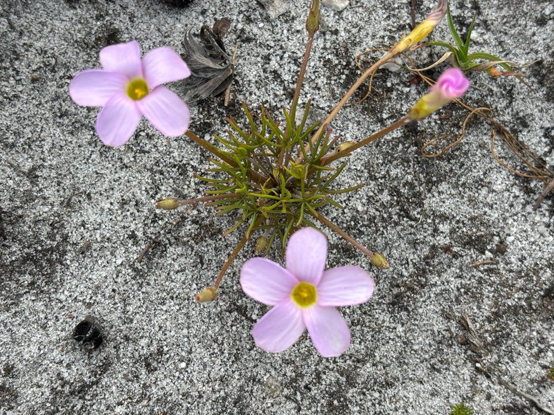 Oxalis polyphylla var. pentaphylla photo 2