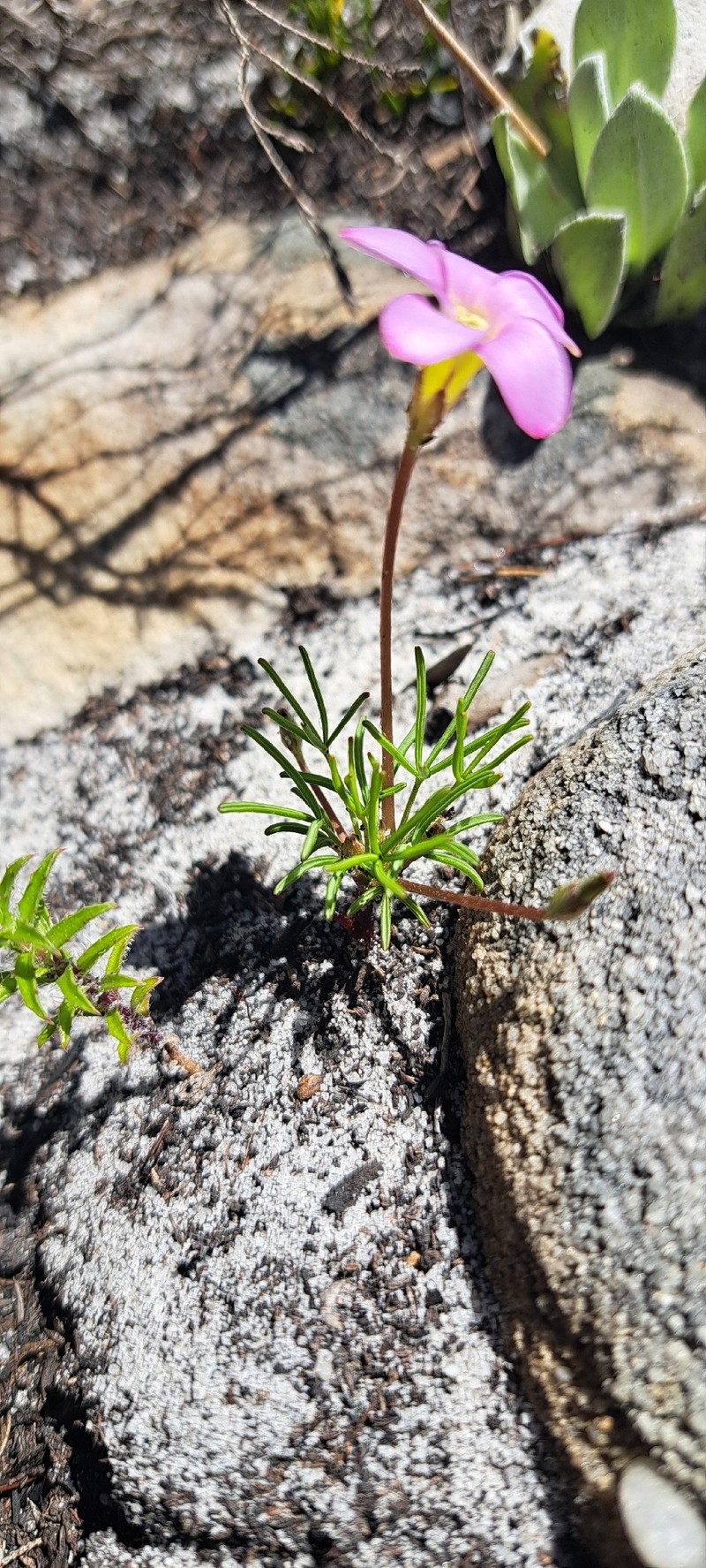 Oxalis polyphylla var. pentaphylla photo 3