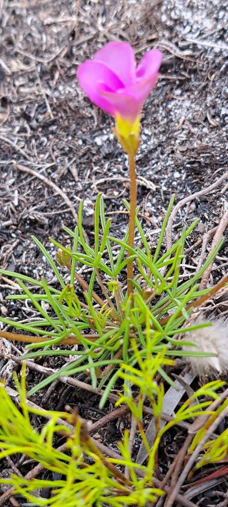 Oxalis polyphylla var. pentaphylla photo 4