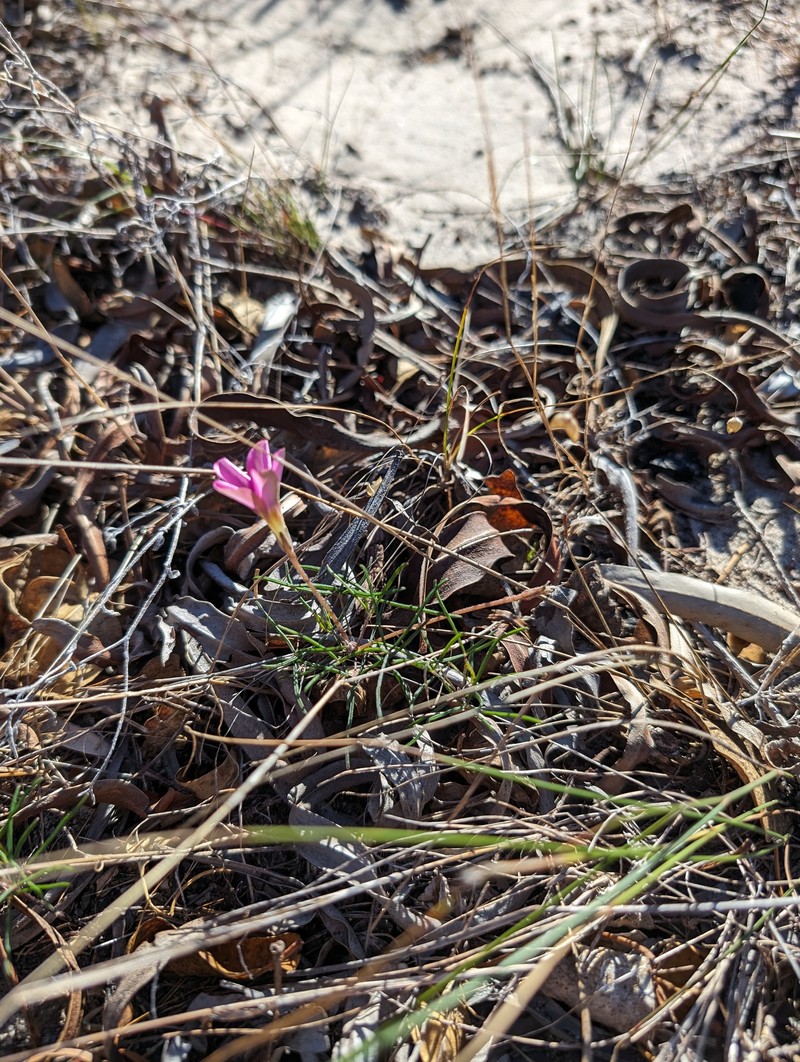 Oxalis polyphylla var. polyphylla