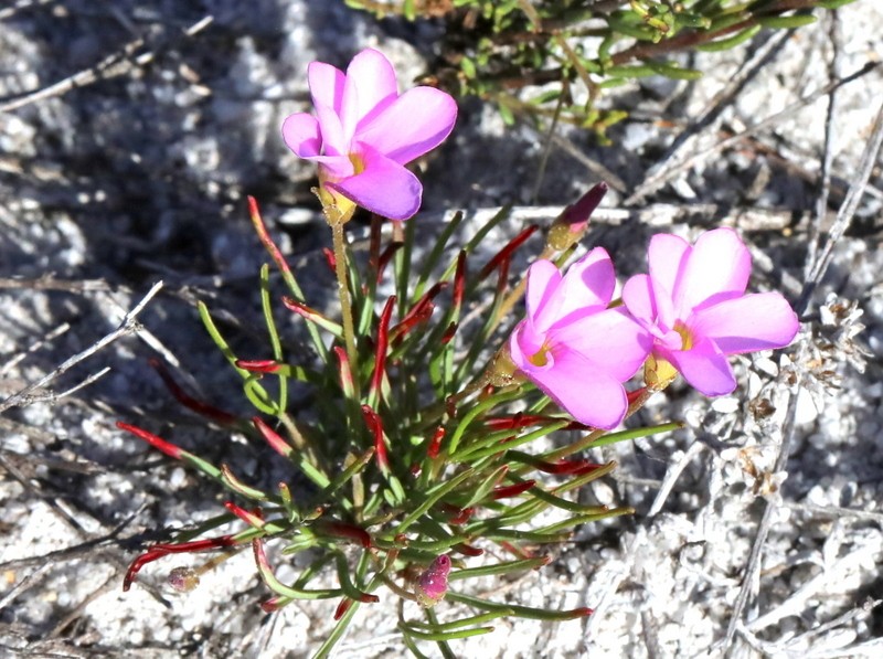 Oxalis polyphylla var. polyphylla photo 2
