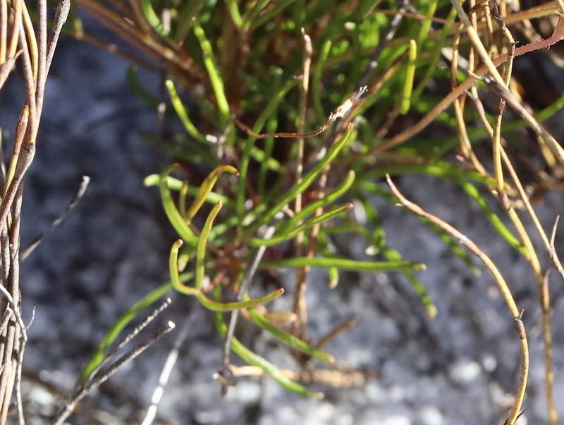 Oxalis polyphylla var. polyphylla photo 3