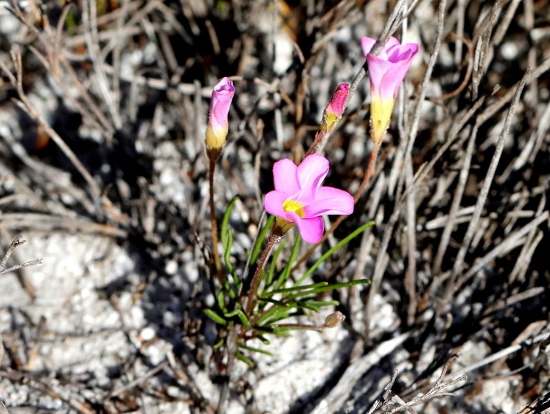 Oxalis polyphylla var. polyphylla photo 4