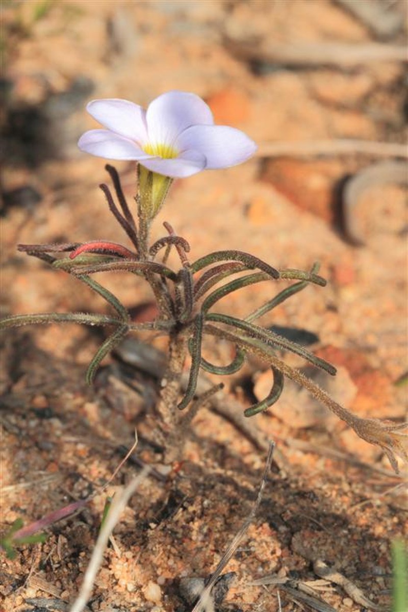 Oxalis polyphylla var. pubescens photo 2