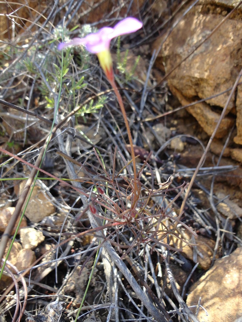 Oxalis polyphylla var. pubescens photo 3