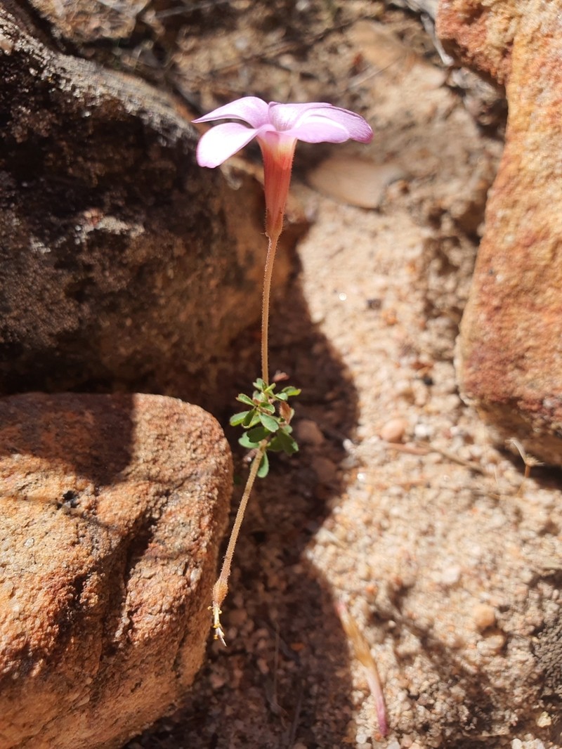 Oxalis porphyriosiphon